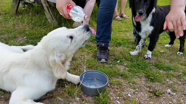 Mette og Tjalfe - Eksempel på godt samarbejde mellem hund og ejer